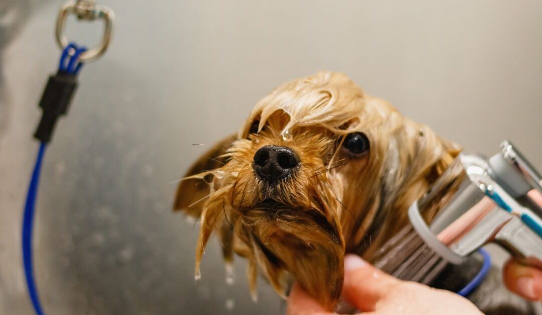 Essential Pet Grooming Products Every Pet Lover Needs for a Healthy, Happy Pet