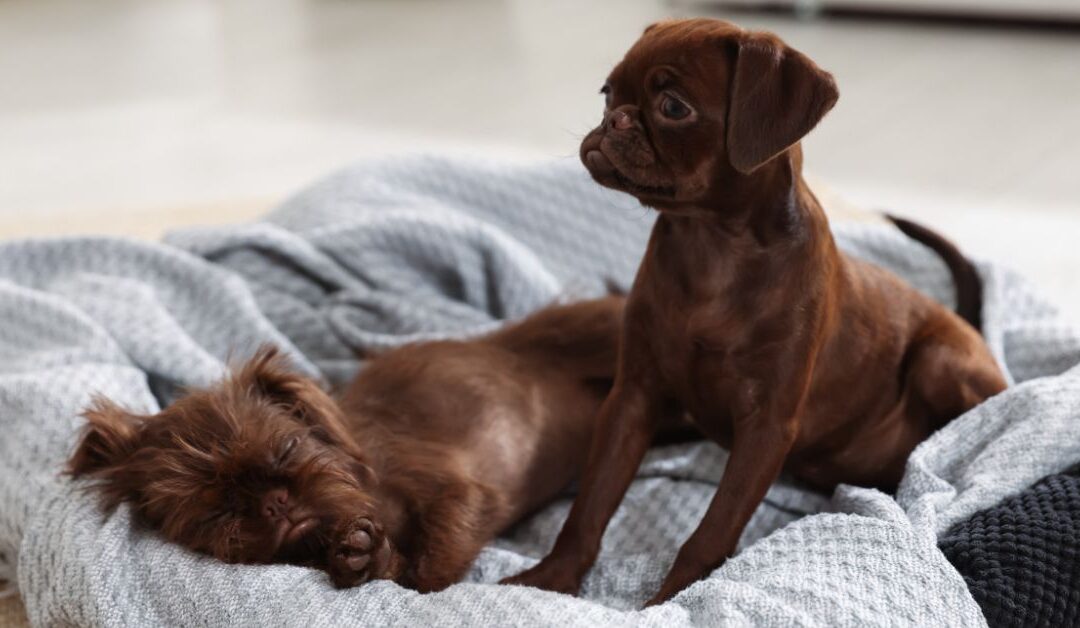The Ultimate Pet Care Guide: How to Choose and Enjoy the Best Pet Beds for Your Furry Family