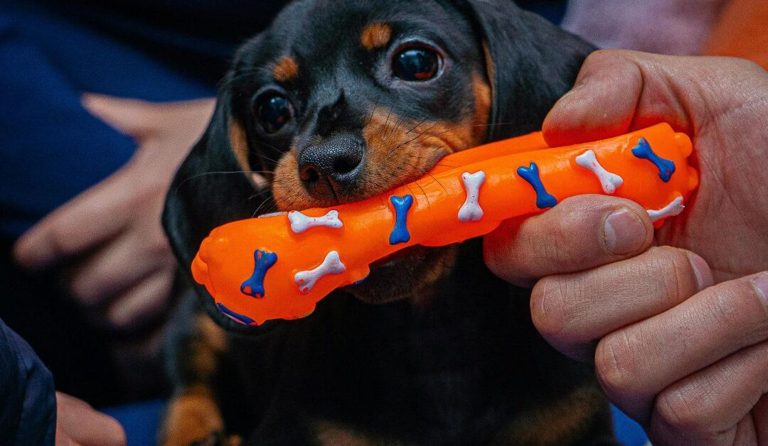 Why the Right Pet Toys Are Essential for Healthy, Happy Cats and Dogs