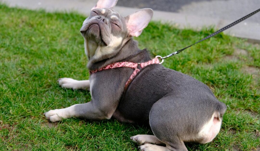 The Ultimate Guide to Choosing the Perfect Pet Leashes & Collars for Your Furry Friend