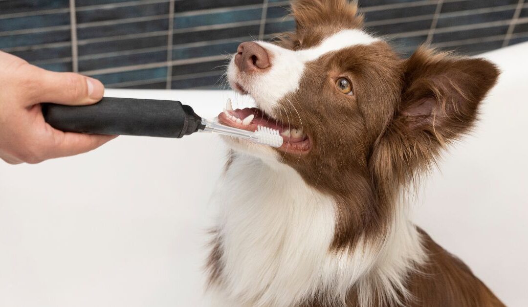 Clean Pets, Happy Homes: A Modern Pet Lover’s Guide to Pet Cleaning & Hygiene