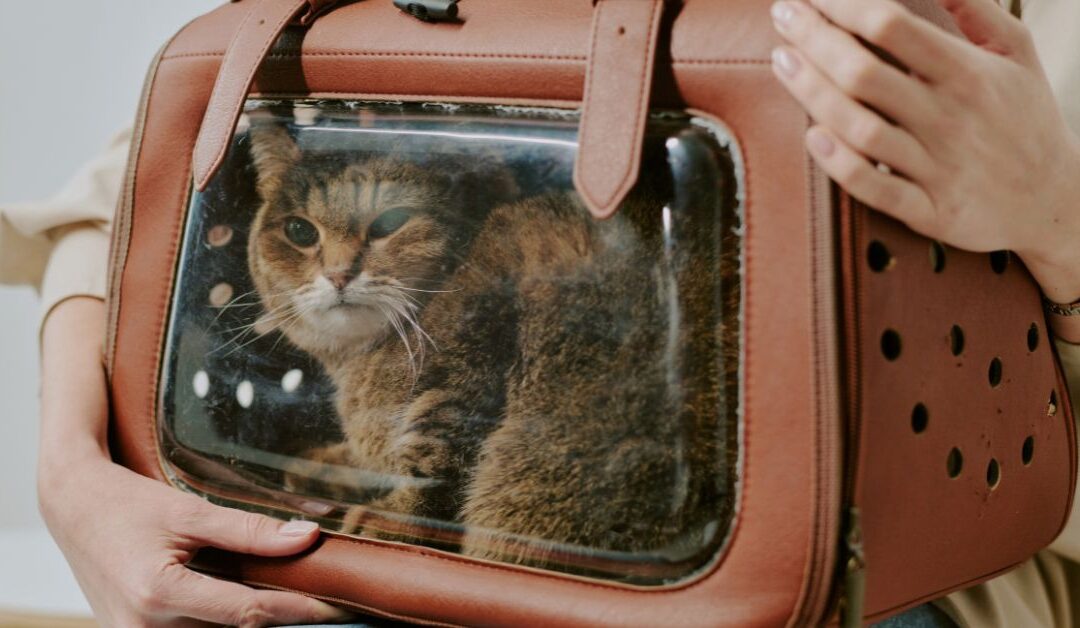Stress-Free Adventures: A Complete Guide to Pet Travel & Carriers for Modern Pet Lovers