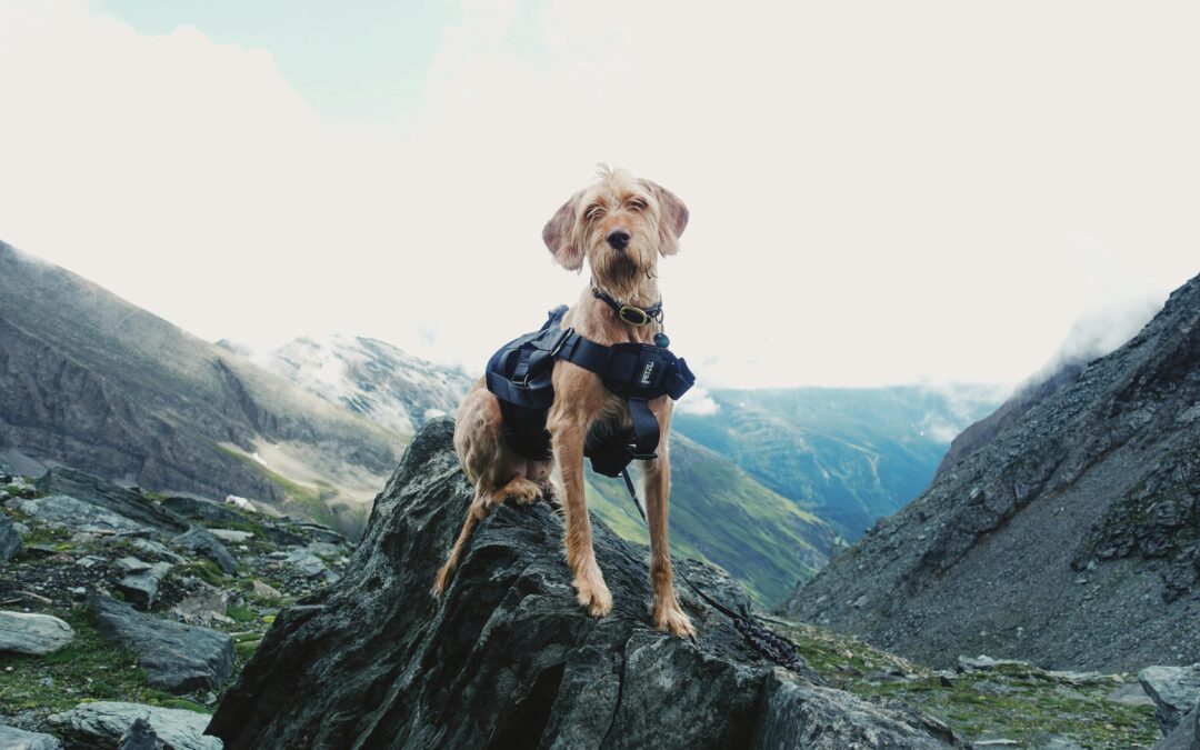 How to Gear Up Your Pet for Outdoor Adventures: A Complete Guide