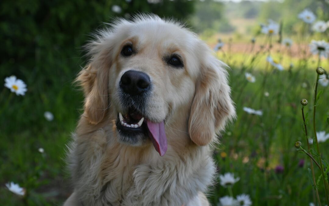 How to Keep Your Dog or Cat Cool in Summer: Simple Tips That Work